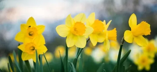 Helpful Plumbing Tips for Spring